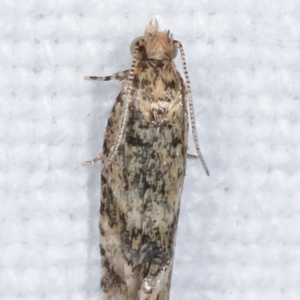 Olethreutinae (subfamily) at Melba, ACT - 14 Feb 2021
