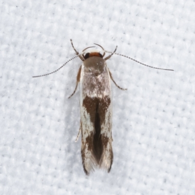 Stathmopoda megathyma (A concealer moth) at Melba, ACT - 14 Feb 2021 by kasiaaus