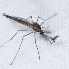 Culicidae (family) at Melba, ACT - 15 Feb 2021