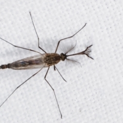 Culicidae (family) at Melba, ACT - 15 Feb 2021