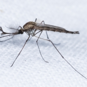 Culicidae (family) at Melba, ACT - 15 Feb 2021