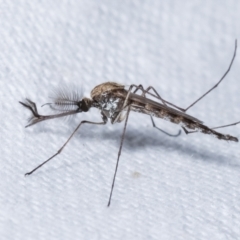 Culicidae (family) at Melba, ACT - 15 Feb 2021