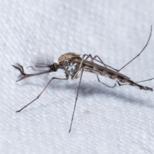 Culicidae (family) at Melba, ACT - 15 Feb 2021