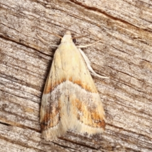 Eublemma inconspicua at Melba, ACT - 15 Feb 2021