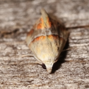 Eublemma inconspicua at Melba, ACT - 15 Feb 2021