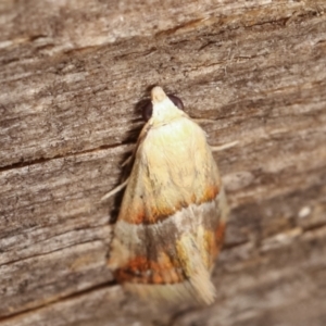 Eublemma inconspicua at Melba, ACT - 15 Feb 2021