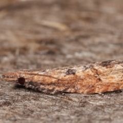 Spilonota-group at Melba, ACT - 15 Feb 2021