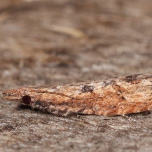 Spilonota-group at Melba, ACT - 15 Feb 2021 12:14 AM