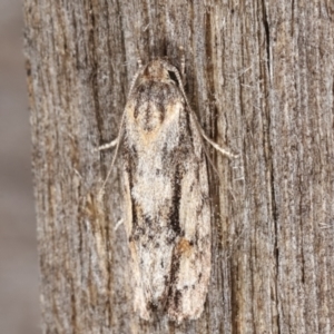 Agriophara dyscapna at Melba, ACT - 15 Feb 2021