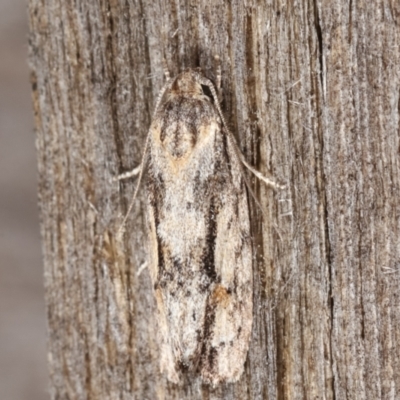 Agriophara dyscapna (A Flat-bodied moth (Depressidae) at Melba, ACT - 15 Feb 2021 by kasiaaus