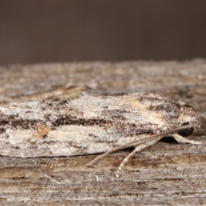 Agriophara dyscapna at Melba, ACT - 15 Feb 2021