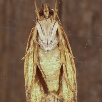 Syringoseca rhodoxantha (A concealer moth) at Melba, ACT - 14 Feb 2021 by kasiaaus