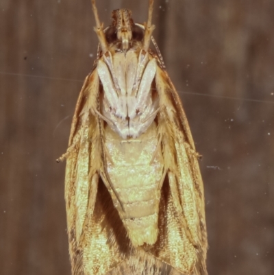 Syringoseca rhodoxantha (A Concealer moth (Wingia group)) at Melba, ACT - 15 Feb 2021 by kasiaaus