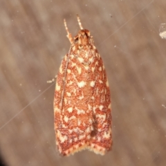 Syringoseca rhodoxantha at Melba, ACT - 15 Feb 2021