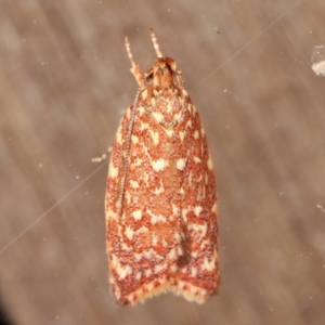 Syringoseca rhodoxantha at Melba, ACT - 15 Feb 2021 12:18 AM