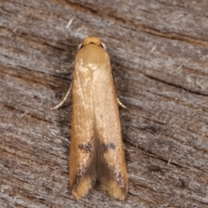 Tachystola hemisema at Melba, ACT - 15 Feb 2021 12:20 AM