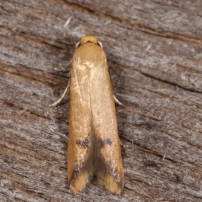Tachystola hemisema (A Concealer moth) at Melba, ACT - 14 Feb 2021 by kasiaaus