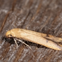 Tachystola hemisema at Melba, ACT - 15 Feb 2021 12:20 AM