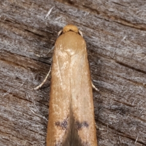 Tachystola hemisema at Melba, ACT - 15 Feb 2021