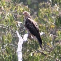 Haliastur sphenurus (Whistling Kite) at Lake Hume Village, NSW - 13 Feb 2021 by PaulF