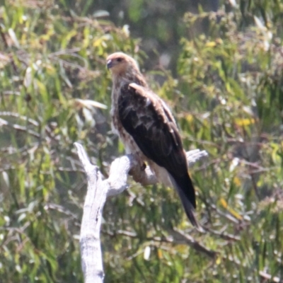 Haliastur sphenurus (Whistling Kite) at Lake Hume Village, NSW - 13 Feb 2021 by PaulF