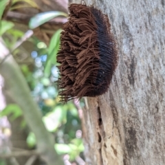 Stemonitales (Order) at Lake Burley Griffin West - 18 Feb 2021 by isopeda