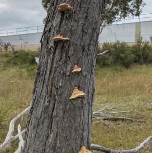 Truncospora ochroleuca at Bruce, ACT - 13 Feb 2021 05:30 PM