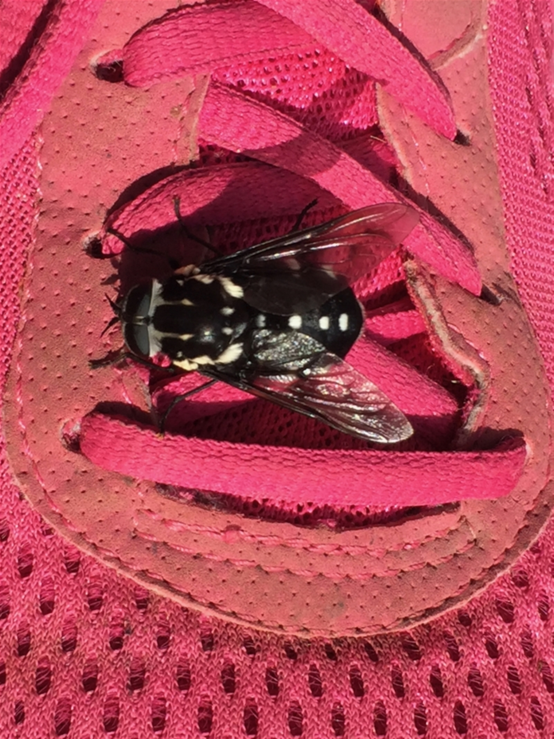 Triclista guttata at Huskisson, NSW - 29 Jan 2018 07:29 AM