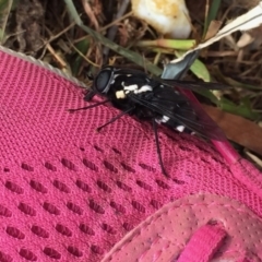 Triclista guttata at Huskisson, NSW - 29 Jan 2018 07:29 AM