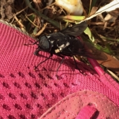 Triclista guttata at Huskisson, NSW - 29 Jan 2018 07:29 AM