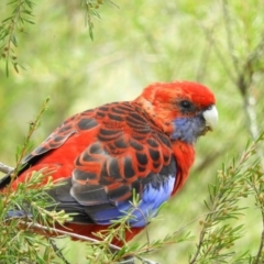 Platycercus elegans (Crimson Rosella) at Downer, ACT - 10 Feb 2021 by MatthewFrawley