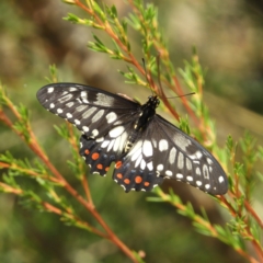 Papilio anactus (Dainty Swallowtail) at Downer, ACT - 10 Feb 2021 by MatthewFrawley