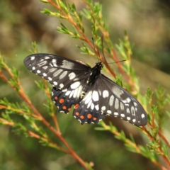 Papilio anactus (Dainty Swallowtail) at Downer, ACT - 10 Feb 2021 by MatthewFrawley