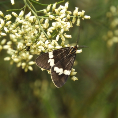 Nyctemera amicus (Senecio Moth, Magpie Moth, Cineraria Moth) at Black Mountain - 10 Feb 2021 by MatthewFrawley