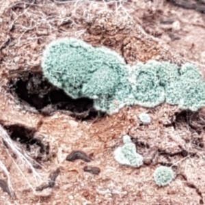 Trichoderma 'green fluffy' at Crace, ACT - 16 Feb 2021 10:23 AM