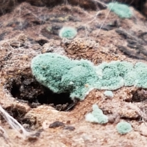 Trichoderma 'green fluffy' at Crace, ACT - 16 Feb 2021 10:23 AM