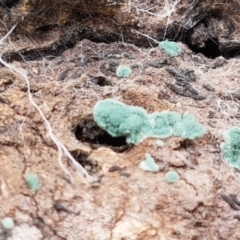 Trichoderma 'green fluffy' at Crace, ACT - 16 Feb 2021 10:23 AM