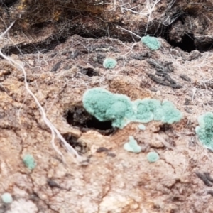 Trichoderma 'green fluffy' at Crace, ACT - 16 Feb 2021