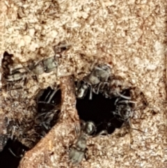 Rhytidoponera sp. (genus) (Rhytidoponera ant) at Crace, ACT - 16 Feb 2021 by trevorpreston