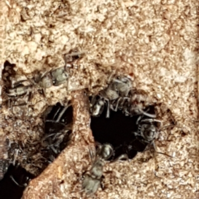 Rhytidoponera sp. (genus) (Rhytidoponera ant) at Crace, ACT - 16 Feb 2021 by trevorpreston