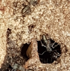 Rhytidoponera sp. (genus) at Crace, ACT - 16 Feb 2021