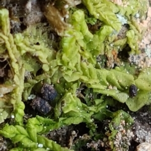 Chiloscyphus sp. at Kaleen, ACT - 16 Feb 2021 10:32 AM