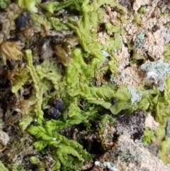 Chiloscyphus sp. at Kaleen, ACT - 16 Feb 2021 10:32 AM