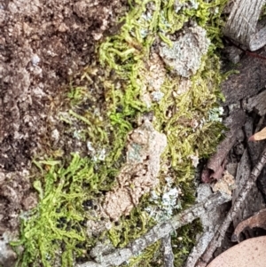 Chiloscyphus sp. at Kaleen, ACT - 16 Feb 2021