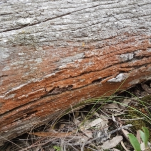 Trentepohlia sp. (genus) at Crace, ACT - 16 Feb 2021