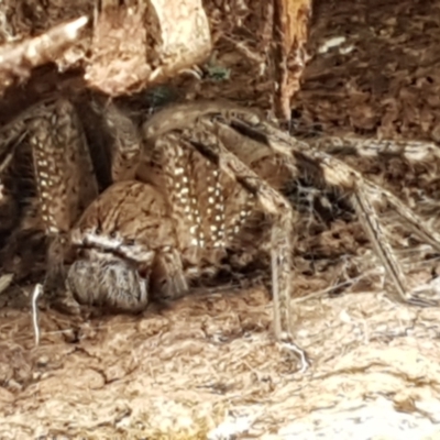 Neosparassus sp. (genus) (Badge huntsman) at Crace, ACT - 16 Feb 2021 by trevorpreston