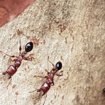 Podomyrma gratiosa (Muscleman tree ant) at Gungaderra Grasslands - 15 Feb 2021 by tpreston