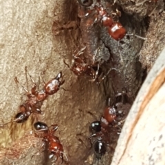 Podomyrma gratiosa at Crace, ACT - 16 Feb 2021