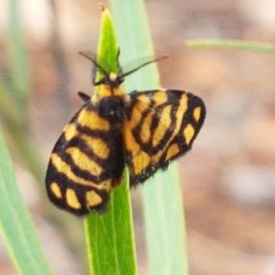 Asura lydia (Lydia Lichen Moth) at Gungaderra Grasslands - 15 Feb 2021 by tpreston