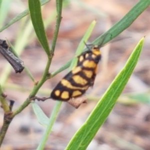 Asura lydia at Crace, ACT - 16 Feb 2021 10:43 AM